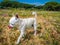 Beautiful Small white chihuahua it the park in Portugal