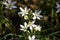 Beautiful small white flowers in green grass. Bloomimg meadow. Blossom concept. Spring and summer nature closeup.