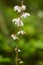 A beautiful small white marsh flower after the rain.