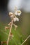 A beautiful small white marsh flower after the rain.