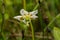 A beautiful small white marsh flower after the rain.