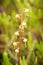 A beautiful small white marsh flower after the rain.