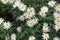 Beautiful small white petal with yellow pollen daisy