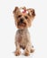 beautiful small yorkie female puppy with red bow ponytail sitting
