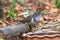 Beautiful of smallest Cuckoo bird ,Indian Cuckoo Cuculus micropterus, drinking water on tub