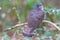 Beautiful of smallest Cuckoo ,Indian Cuckoo Cuculus micropterus, standing on branch