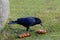 Beautiful smart bird, black Crow, Corvus corone found bread and eats it, feathered cities, concept of nesting and breeding birds,