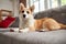 Beautiful, smart, calm purebred corgi dog lying on on sofa in living room and looking, listening. Time with pet at home