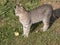 Beautiful smart gray-brown cat