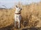 A beautiful smart young curious Japanese Akita Inu dog in a leather collar sniffs the air among the dried grass in th