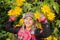 Beautiful smile young hill tribe girl in sunflowers garden.