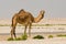 Beautiful smiling arabian camel in desert