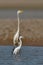 Beautiful smiling scene where a young white heron follows an adult heron silvery while hunting.