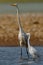 Beautiful smiling scene where a young white heron follows an adult heron silvery while hunting.