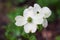 Beautiful Smoky Mountain Dogwood Blossom With Copy Space