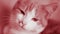 Beautiful smug cat portrait in pink red tone