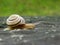 beautiful snail on a big dark stone.  Caucasotachea vindobonensis