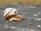 beautiful snail on a big dark stone.  Caucasotachea vindobonensis