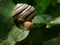 beautiful snail on a big green leaf.  Caucasotachea vindobonensis. Snail and plants