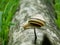 Beautiful snail, Caucasotachea vindobonensis. Snail on the old tree