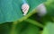 Beautiful snail on the edge of a large leaf