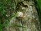 beautiful snail on an old big tree   .Caucasotachea vindobonensis