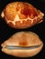 Beautiful snail shell