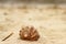 Beautiful snail shell, close-up lying on the yellow sand near sea