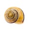 A beautiful snail shell isolated on white background