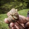 Beautiful snail or slug in the hand