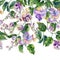 Beautiful snail vine twigs with purple flowers on white background. Seamless floral pattern, border. Watercolor painting.