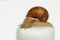 a beautiful snail on a white jar for cream