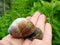 Beautiful snail in woman hand, Lithuania