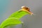 Beautiful snails on branches in a tropical garden