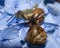 Beautiful snails close up on a huge, blue flower