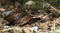 Beautiful snake on ground with the tongue, Mountain keelback