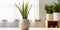 beautiful snake plant in ceramic white vase picture generative AI