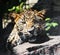 Beautiful snarling leopard with green eyes