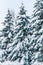 Beautiful snow-covered blue firs
