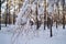 Beautiful snow-covered branch of a large tree in the snow. Forest on a clear day