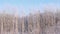 Beautiful snow-covered forest is visible from the window of a traveling train.