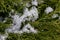 beautiful snow-covered green thuja branches. Green plant winter background