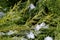 beautiful snow-covered green thuja branches. Green plant winter background