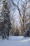 A beautiful snow covered trail through the forest