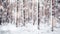 Beautiful snow-covered trees spruce in the forest in winter during a snowfall