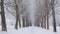 Beautiful snow-covered trees on winter alley