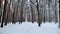 Beautiful snow covered wild forest, nature preservation, winter landscape, view