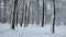 Beautiful snow covered wild forest, nature reservation, winter landscape, view