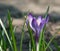 Beautiful snow crocus, Crocus chrysanthus, blooming in a lawn