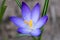 Beautiful snow crocus, Crocus chrysanthus, blooming on natural background